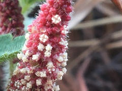 Acalypha peduncularis