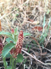 Acalypha peduncularis