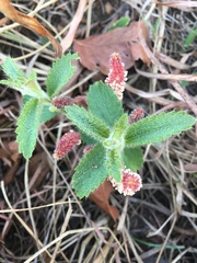 Acalypha peduncularis