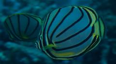Chaetodon meyeri