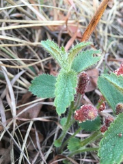 Acalypha peduncularis