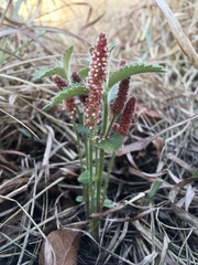 Acalypha peduncularis
