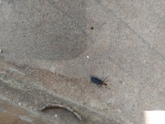 Plecia ruficollis