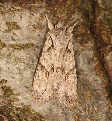 Lithophane ornitopus
