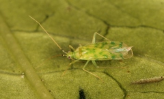 Malacocoris chlorizans