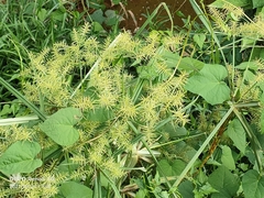 Cyperus