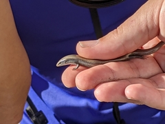 Chalcides bedriagai