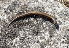 Chalcides bedriagai