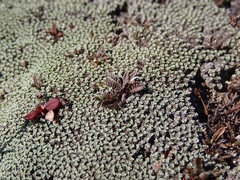 Leptinella conjuncta