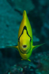 Chaetodon interruptus