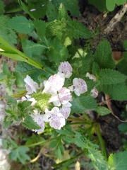 Stachys bolusii