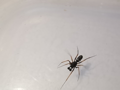 Neriene furtiva