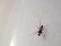 Neriene furtiva