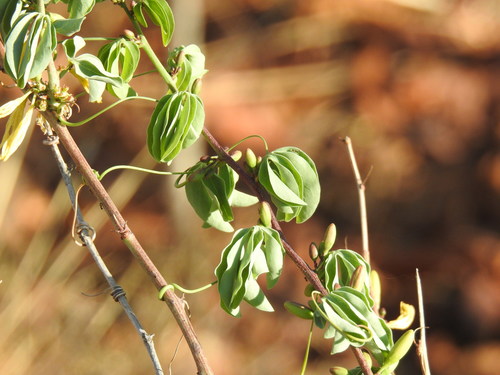 Image of Blueleaf Elephantfoot (Adenia glauca) by (c) Matthew Fainman, some rights reserved (CC BY)
