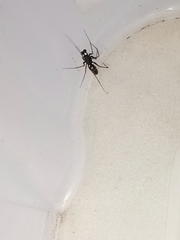 Neriene furtiva