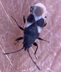 Oxycarenus luctuosus