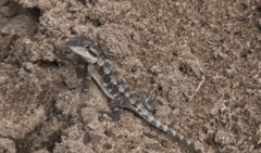 Pogona minor