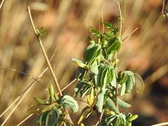 Adenia glauca
