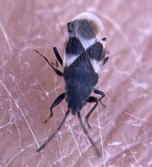 Oxycarenus luctuosus