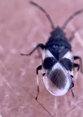 Oxycarenus luctuosus