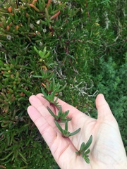 Disphyma crassifolium