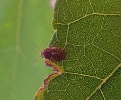 Araecerus