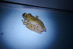 Polypedates leucomystax