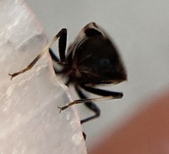 Oxycarenus luctuosus