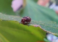 Araecerus