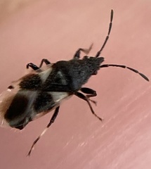 Oxycarenus luctuosus
