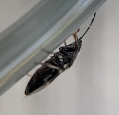 Oxycarenus luctuosus