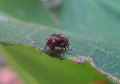 Araecerus