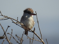 Halcyon chelicuti chelicuti