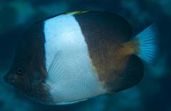 Hemitaurichthys zoster