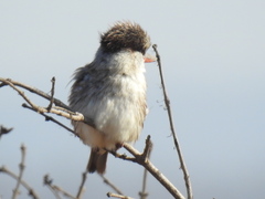 Halcyon chelicuti chelicuti