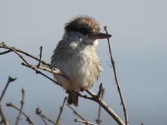 Halcyon chelicuti chelicuti