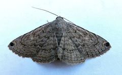 Toxonprucha clientis