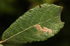 Stigmella salicis
