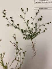 Bupleurum tenuissimum