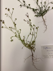 Bupleurum tenuissimum