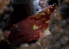 Sebastapistes cyanostigma