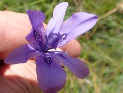 Moraea inclinata
