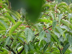 Ilex micrococca