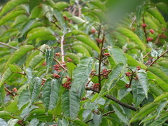 Ilex micrococca