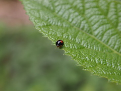 Argopistes coccinelliformis