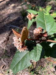 Lasiopetalum macrophyllum