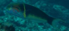 Thalassoma hebraicum