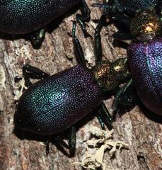 Metallonotus aerugineus