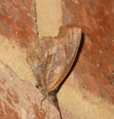 Libythea laius