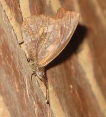 Libythea laius